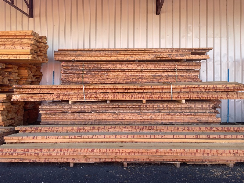 Sapin du nord Finlande SAW-FALLING 1-5