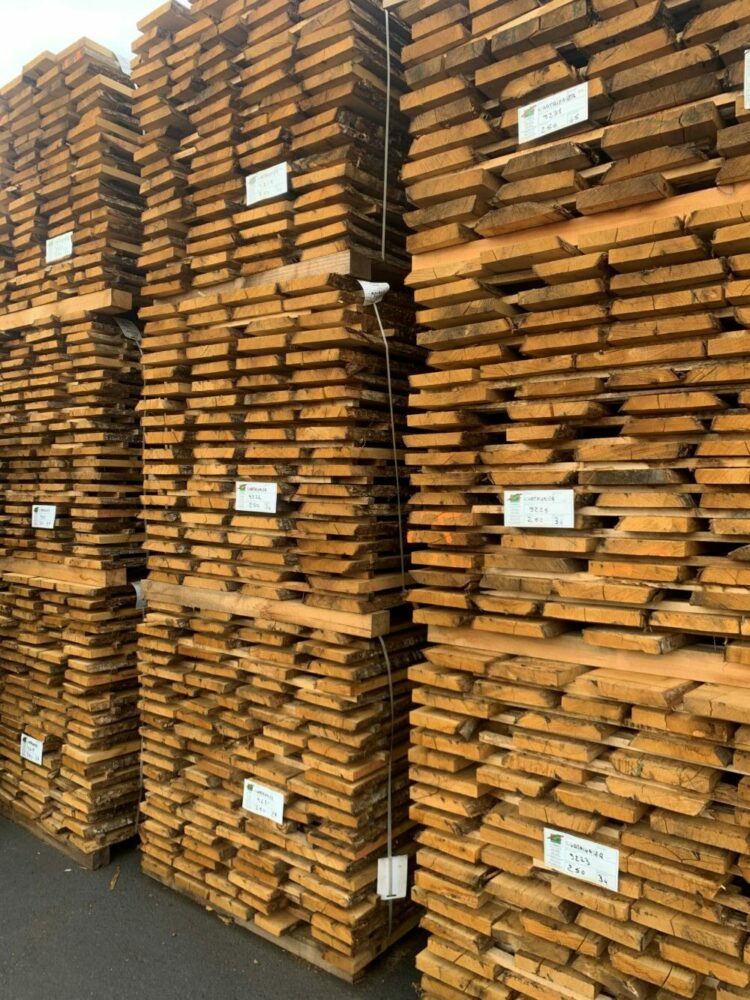 Châtaignier dépareillé