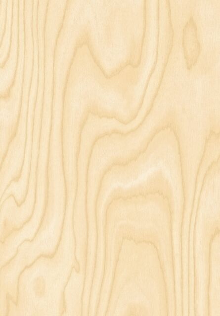 Bouleau Sibérie B102 EXM